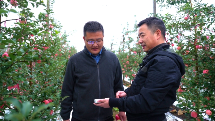 《种植前线》优培甜蜜果，映红丰收路，罗布泊品牌书写陕西苹果生金记插图2