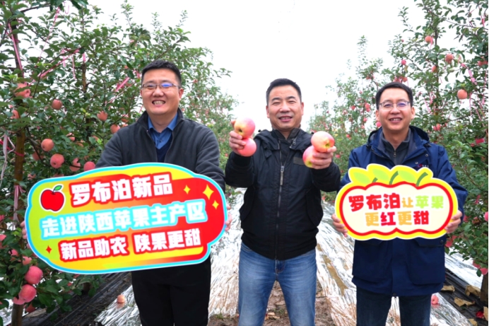《种植前线》优培甜蜜果，映红丰收路，罗布泊品牌书写陕西苹果生金记插图4