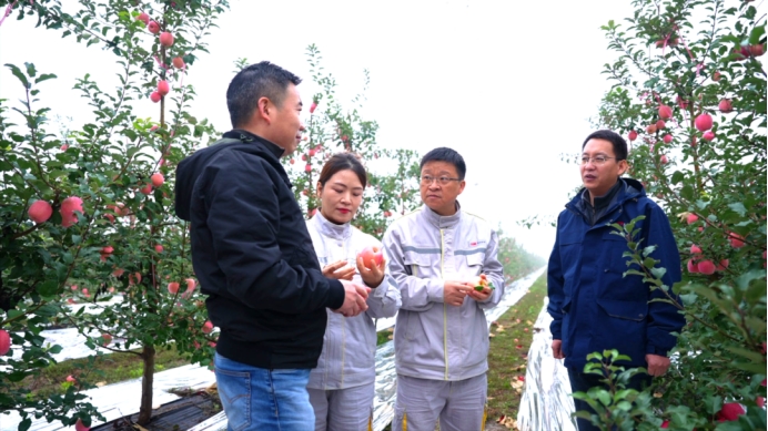 《种植前线》优培甜蜜果，映红丰收路，罗布泊品牌书写陕西苹果生金记插图6