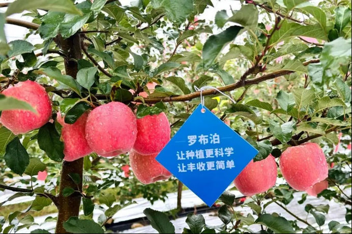 《种植前线》优培甜蜜果，映红丰收路，罗布泊品牌书写陕西苹果生金记插图10
