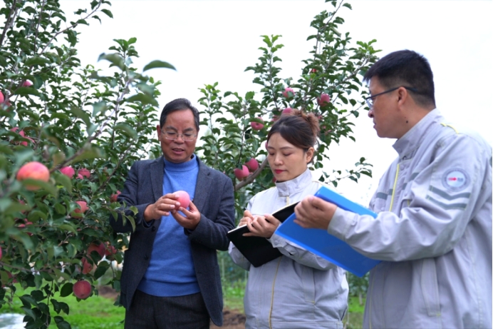 《种植前线》优培甜蜜果，映红丰收路，罗布泊品牌书写陕西苹果生金记插图12