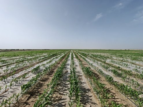 新疆农发集团与新农垦集团等单位签约 成立油莎豆产业联盟插图4