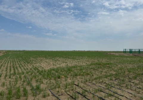 新疆农发集团与新农垦集团等单位签约 成立油莎豆产业联盟插图6