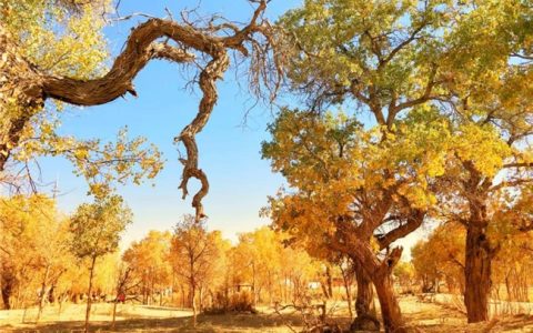 寻枫有指南,墨迹天气“枫叶预报”助你轻松赏秋