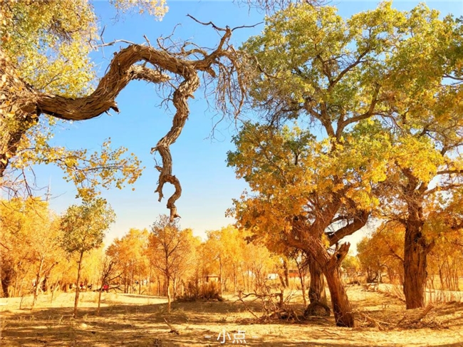 寻枫有指南,墨迹天气“枫叶预报”助你轻松赏秋插图