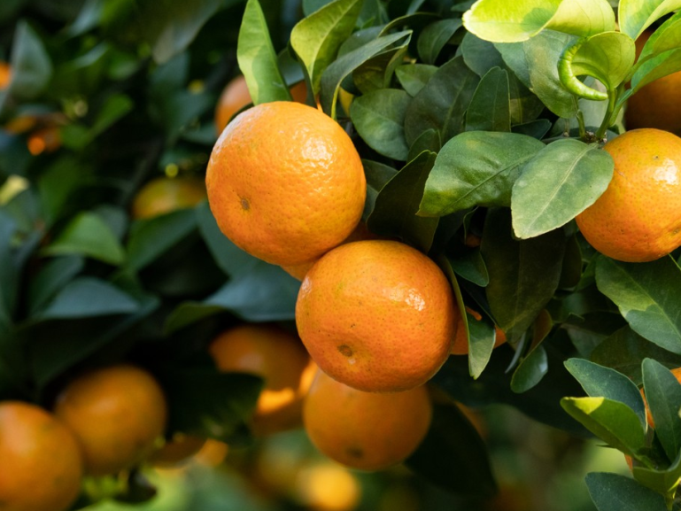 当砂糖桔遇上金秋，钱大妈秋季果篮子上新插图2