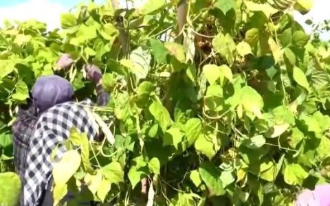 “北菜”端上南方人家餐桌 “通道+枢纽+网络”现代物流体系夯实北菜南运基础