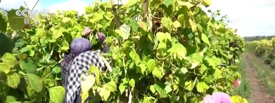 “北菜”端上南方人家餐桌 “通道+枢纽+网络”现代物流体系夯实北菜南运基础插图