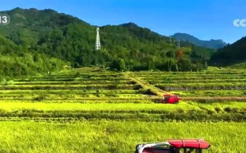 秋粮收获关键期：供电专项服务助力筑牢粮食产后安全线