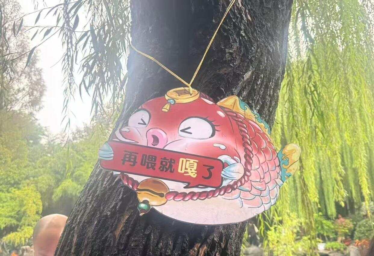 趵突泉锦鲤胖成“猪鲤”，景区：适当投喂插图2