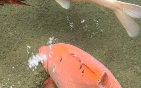 趵突泉锦鲤胖成“猪鲤”，景区：适当投喂