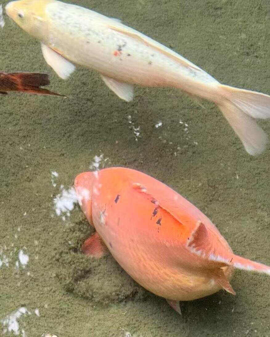 趵突泉锦鲤胖成“猪鲤”，景区：适当投喂插图