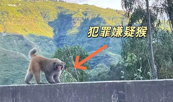 男子路边停车休息遭野猴入车袭击：被动物抓伤需做好“三防”插图