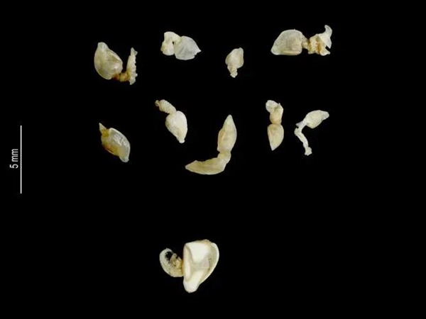 听说 沿海的朋友已经不想看到梭子蟹了插图12