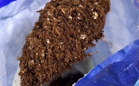 阳台种菜9种重金属超标 网销百万的“营养土”竟是建筑垃圾