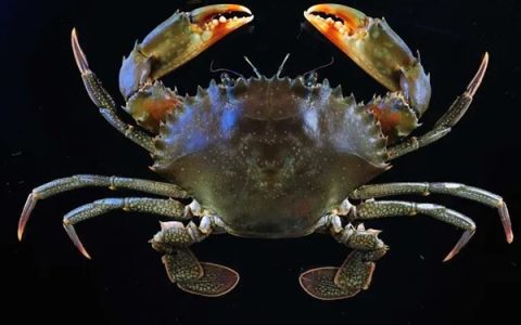 听说 沿海的朋友已经不想看到梭子蟹了