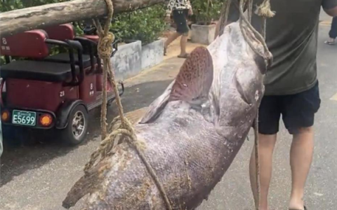 渔民抓160斤巨型石斑鱼 两名成年人抬着过秤