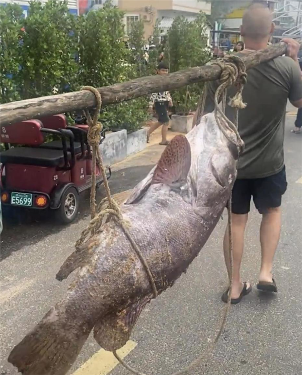 渔民抓160斤巨型石斑鱼 两名成年人抬着过秤插图