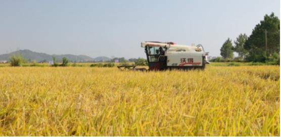 水稻测产数据惊艳全场！鲁花集团“乐地生”赋能农业绿色升级插图2