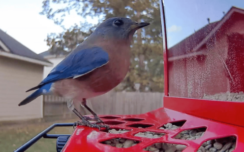 深圳创企闯北美，千亿观鸟市场的“黑马”来自中国