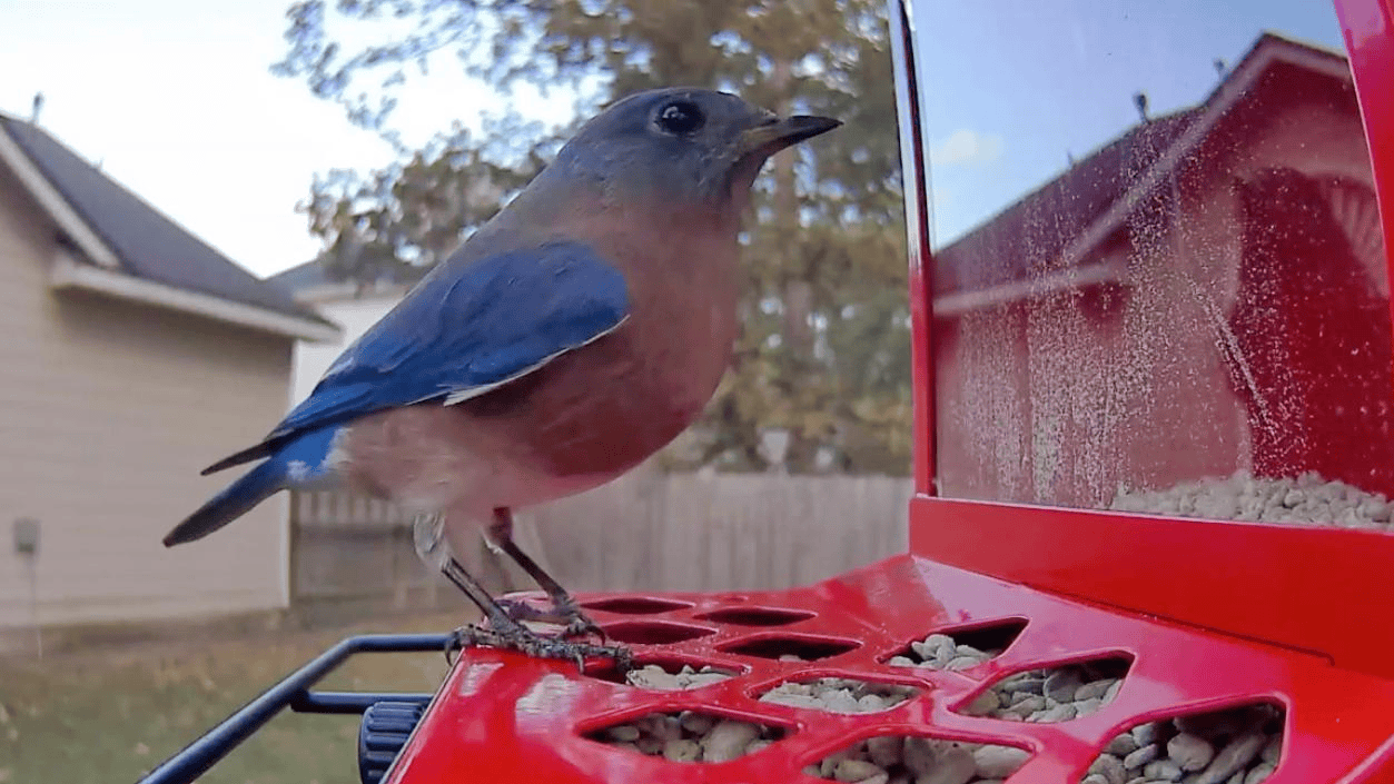 深圳创企闯北美，千亿观鸟市场的“黑马”来自中国插图