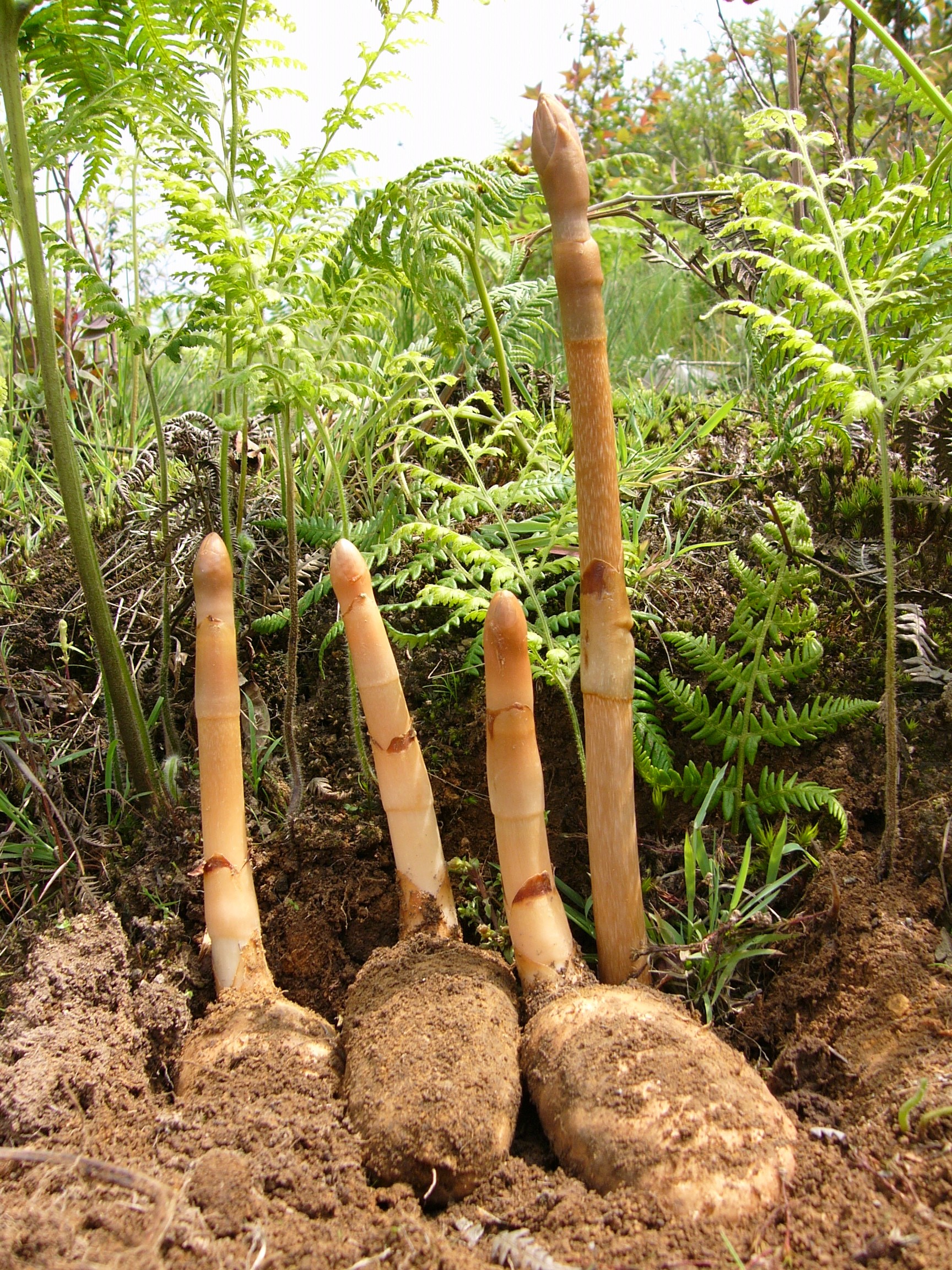 药食同源焕新颜！昭通天麻突破产业瓶颈，书写千亿级健康产业新传奇插图