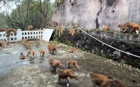 贵阳黔灵山猴群突然集体冲下山，场面密集、速度迅猛！园方回应