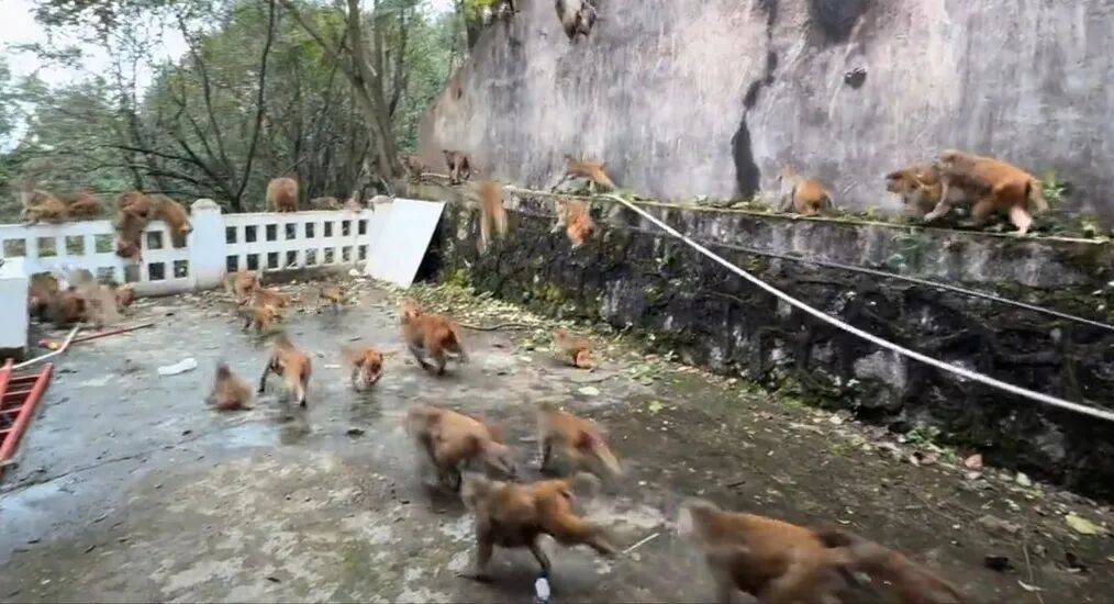 贵阳黔灵山猴群突然集体冲下山，场面密集、速度迅猛！园方回应插图