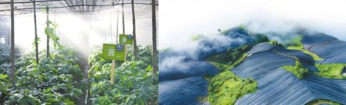 文山三七红，声命正澎湃｜云南白药气血康K歌总决赛热力来袭插图2