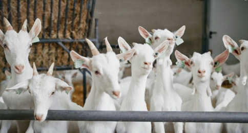 HMO在奶粉中的作用有多硬核？看佳贝艾特如何激活营养守护力插图1