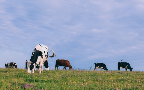 钱大妈“鲜划算”鲜牛奶，打造“一站式新鲜”