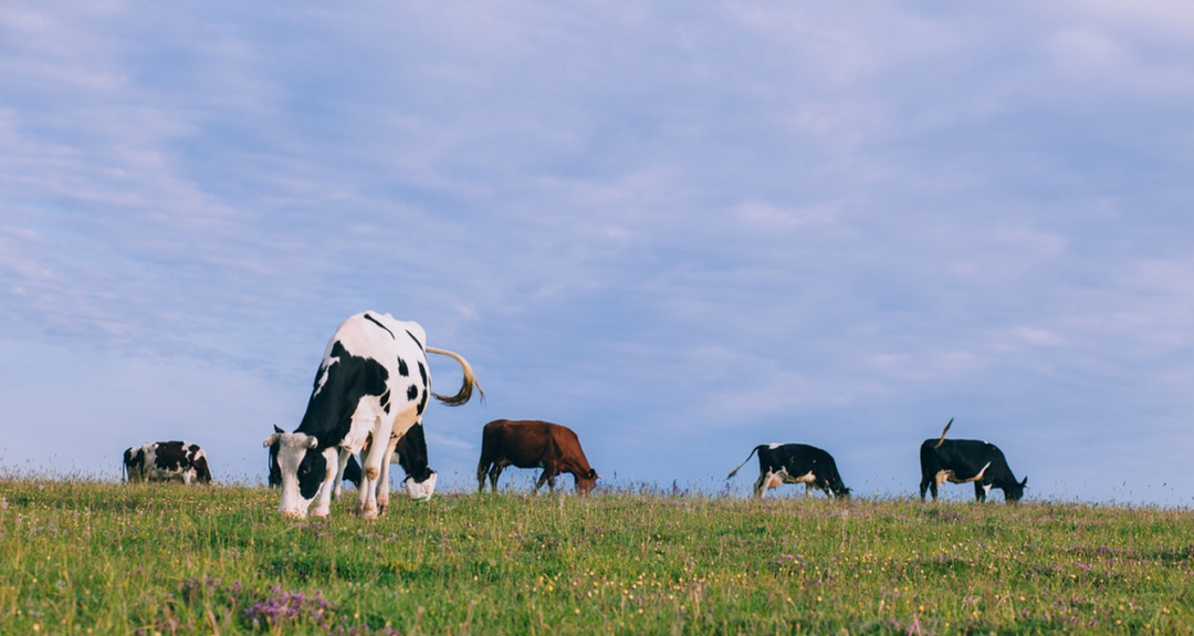 钱大妈“鲜划算”鲜牛奶，打造“一站式新鲜”插图4
