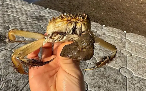 大闸蟹在欧美泛滥成灾 为何他们从来不吃：原因就这三个！