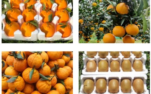 惠农网水果商家奇异农业：年发货3000万斤，携500余名乡亲共致富