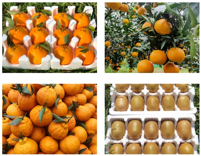 惠农网水果商家奇异农业：年发货3000万斤，携500余名乡亲共致富