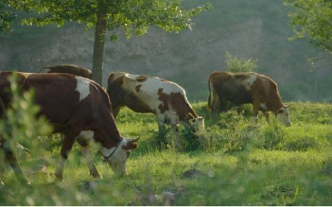 和顺肉牛：品牌发展“犇”新篇，擘画乡村振兴新图景