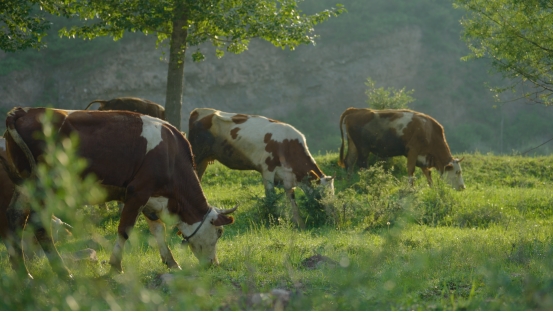 和顺肉牛:品牌发展“犇”新篇,擘画乡村振兴新图景插图 和顺肉牛:品牌发展“犇”新篇,擘画乡村振兴新图景插图