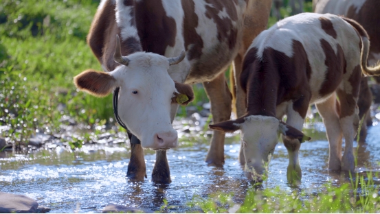 和顺肉牛:品牌发展“犇”新篇,擘画乡村振兴新图景插图1 和顺肉牛:品牌发展“犇”新篇,擘画乡村振兴新图景插图1