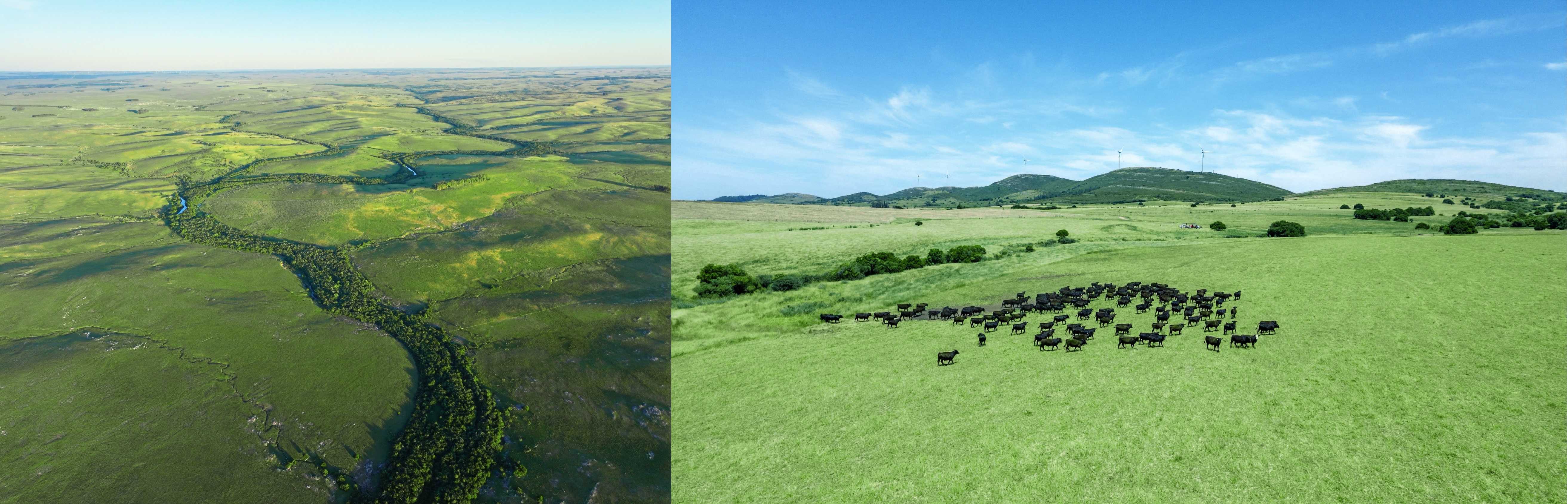 “舌尖好味 天生圭宝”：乌拉圭牛肉定义高品质美食新体验插图2