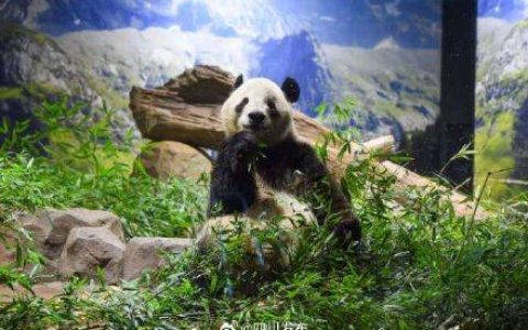 旅日大熊猫“晓晓”和“蕾蕾”平安抵达成都