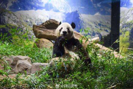 旅日大熊猫“晓晓”和“蕾蕾”平安抵达成都插图