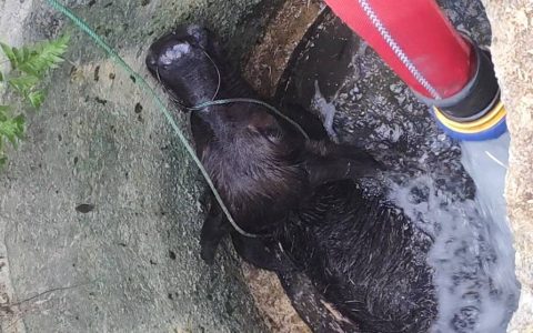 消防员和“阿基米德”联手救牛，物理老师看了都点赞