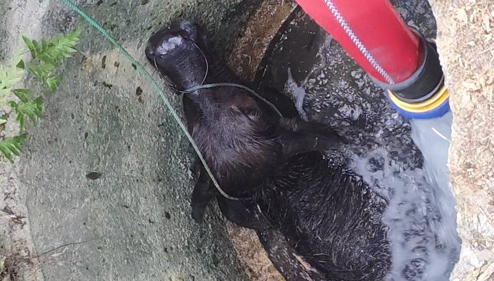 消防员和“阿基米德”联手救牛，物理老师看了都点赞插图