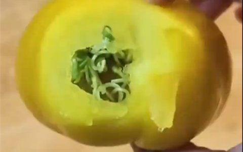 西红柿放30天外皮完好 咬开发现里面长满豆芽 专家：基本上可以食用
