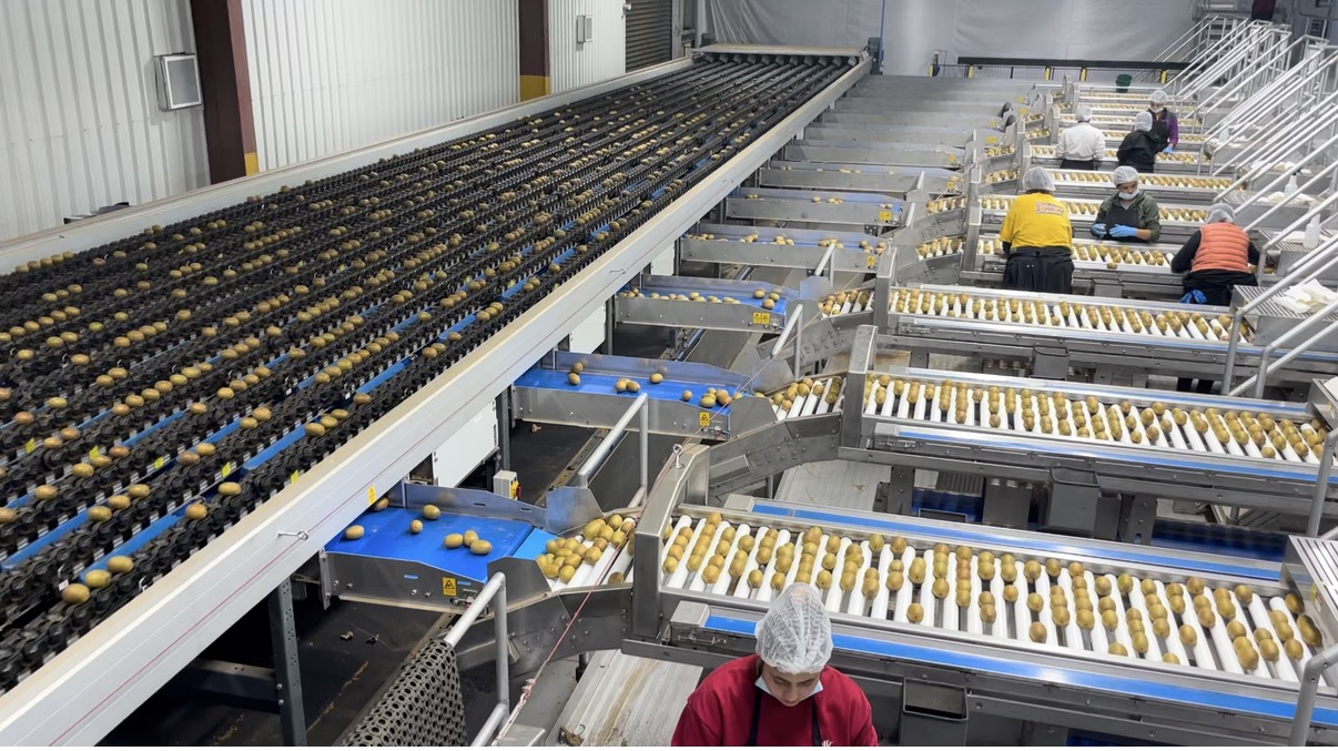 新西兰宝石红奇异果空运首发中国 佳沛2026产季正式拉开序幕插图1