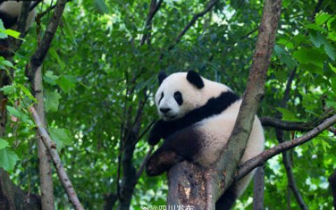 都江堰中华大熊猫苑免费开放日预约今日开启！