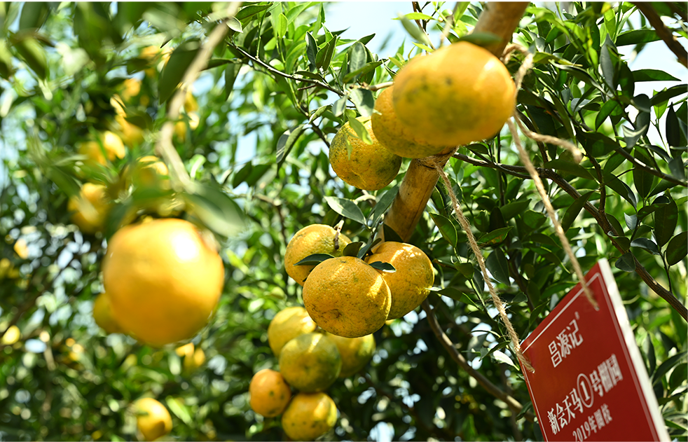 紫气东来！昌源记深挖东方美学赋新会陈皮新内涵插图2