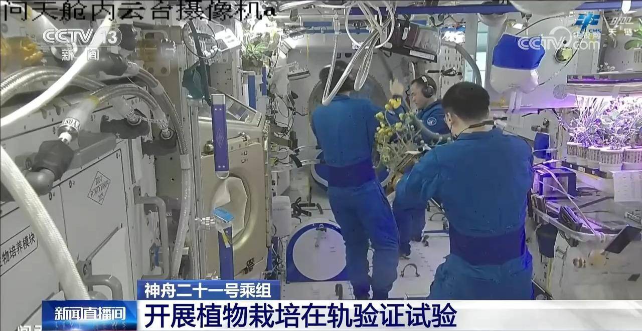 神舟二十一号乘组开展植物栽培在轨验证试验插图