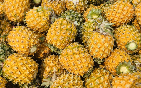 菠萝好“丰”景，增收“有甜头”，罗布泊产品赋能金色果海，激活产业新动能