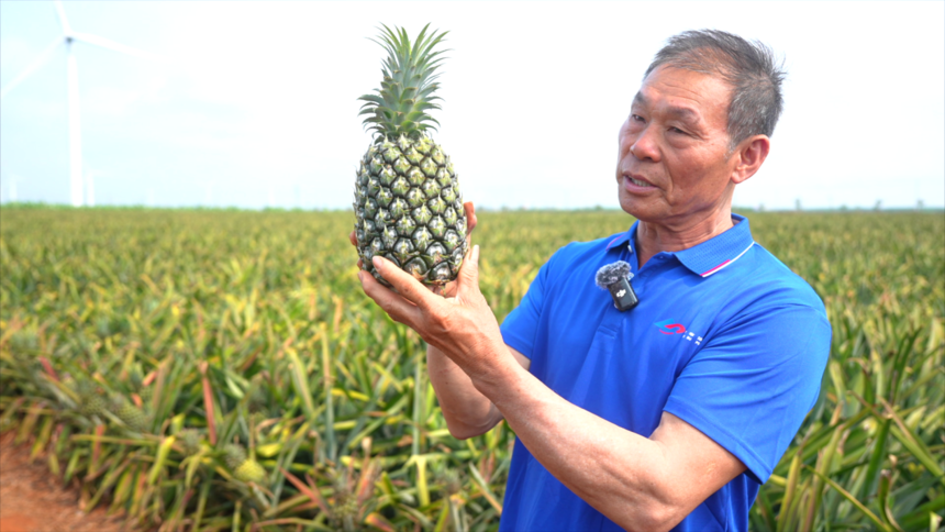 菠萝好“丰”景，增收“有甜头”，罗布泊产品赋能金色果海，激活产业新动能插图1